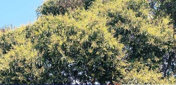 তানোরে গাছে গাছে আমের মুকুল ছড়াচ্ছে স্বর্ণালী আভা