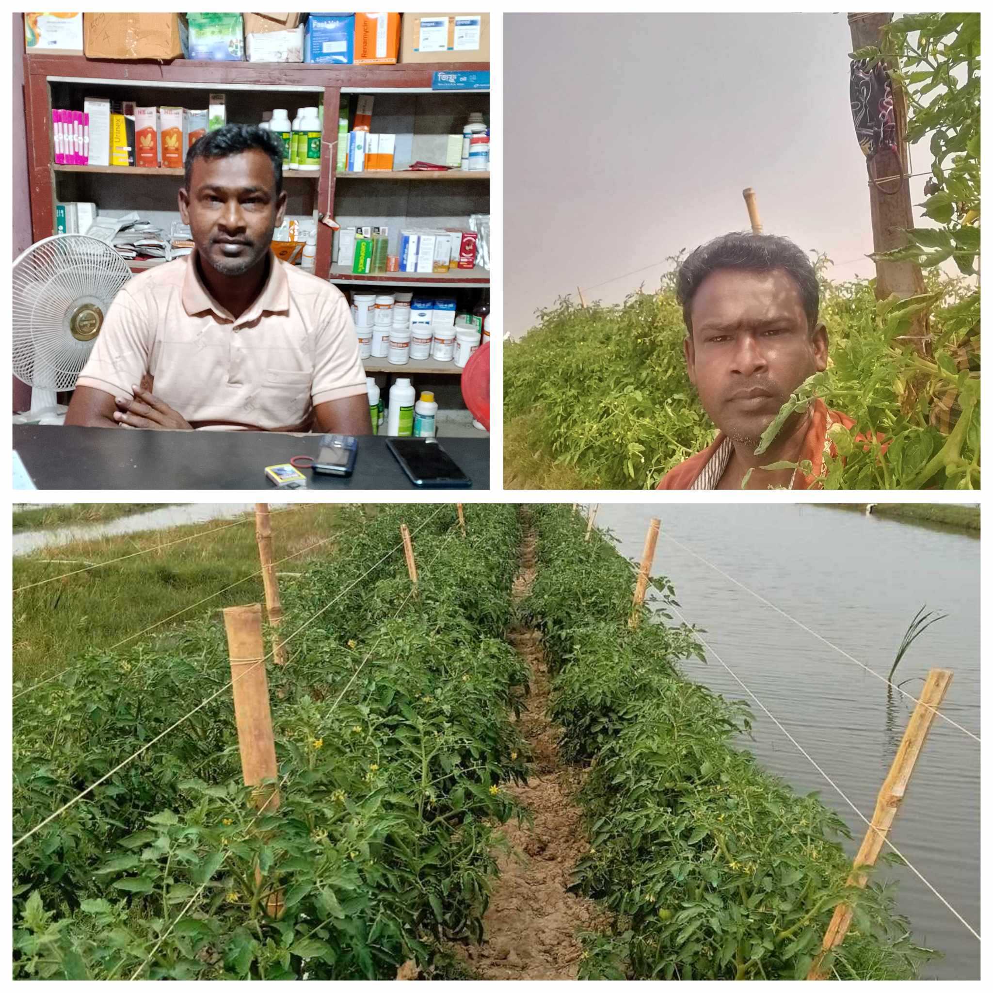 ডুমুরিয়ায় টমেটো চাষে ব্যাপক সফলতা পেয়েছেন অনিমেশ সরদার