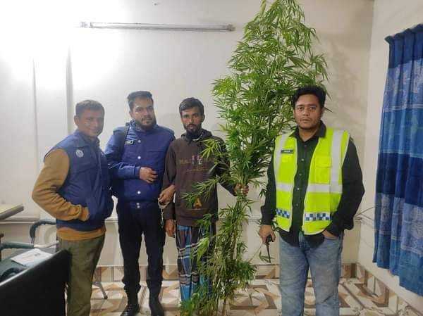 পুলিশের বিশেষ অভিযানে গাঁজার গাছসহ গ্রেফতার-০১