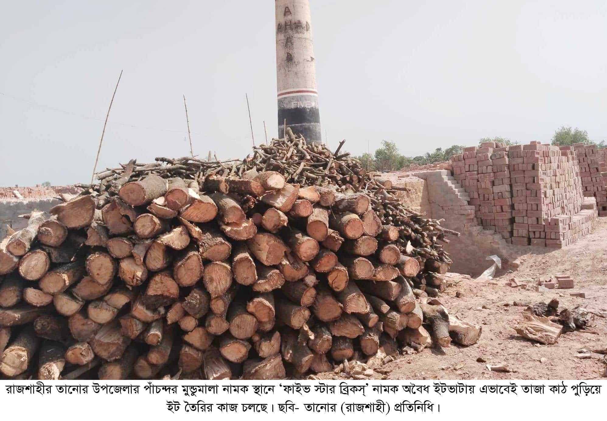তানোরে অবৈধ ইটভাটায় পোড়ানো হচ্ছে তাজা জ্বালানি কাঠ, নীরব প্রশাসন