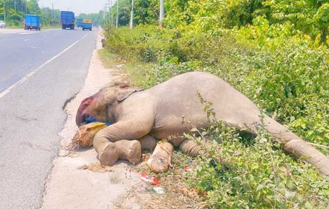 ভাওয়াল জাতীয় উদ্যান এলাকা থেকে মৃত হাতি উদ্ধার