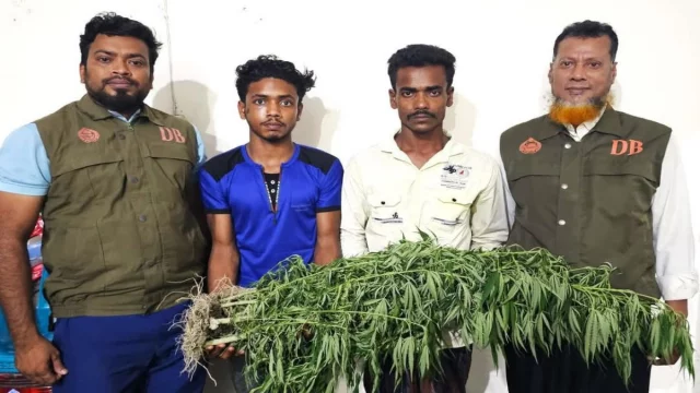 ভুট্টা ক্ষেতে গাঁজা চাষ : আটক ২