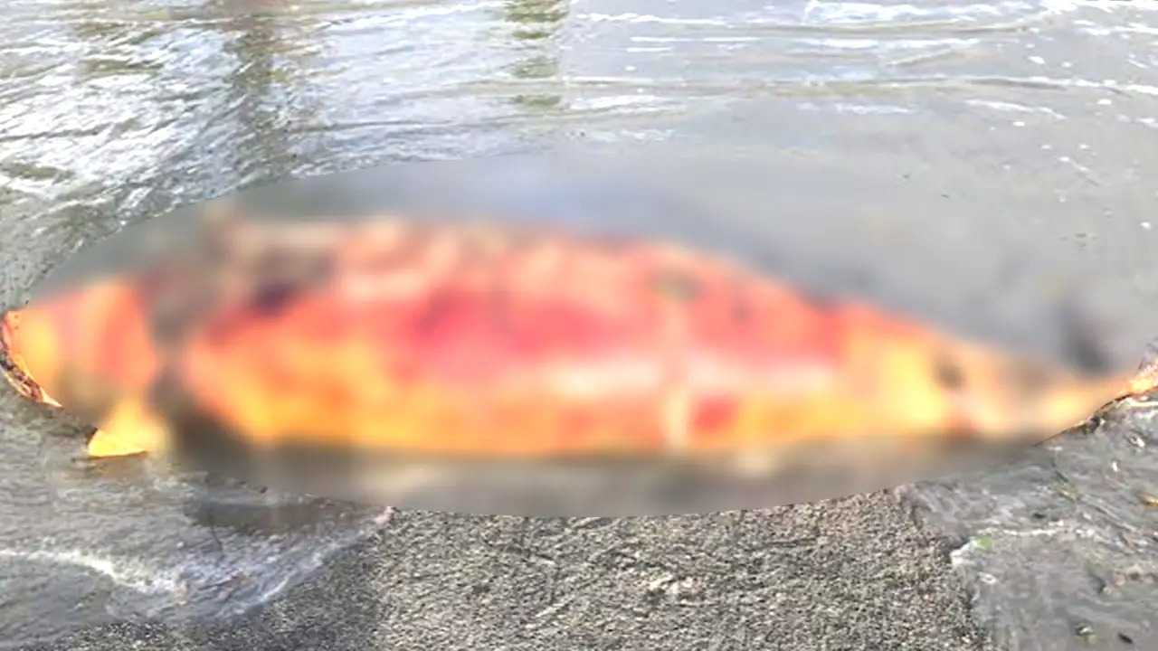 সৈকতে পড়ে আছে মৃত ডলফিন, ছড়াচ্ছে দুর্গন্ধ