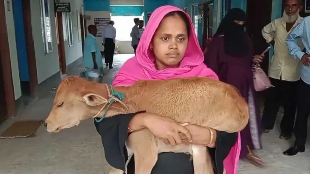 রাজাপুরে বাছুর কোলে আদালতে নারী