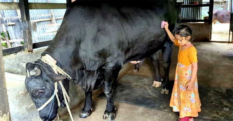 খালেদা জিয়াকে ৩৫ মণ ওজনের ‘কালো মানিক’ উপহার দিতে চান কৃষক