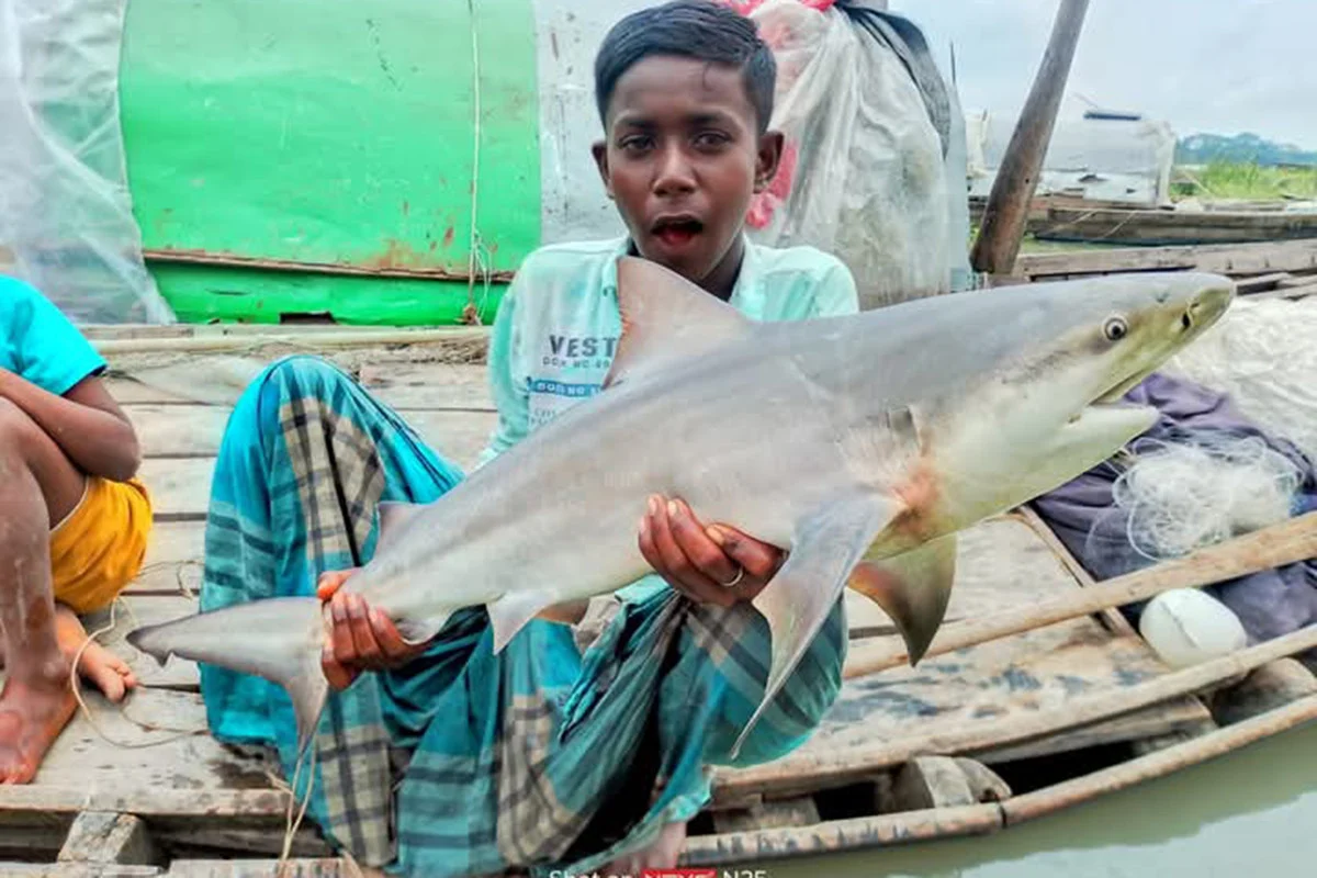 বরিশালের নদীতে জেলেদের জালে হাঙ্গর