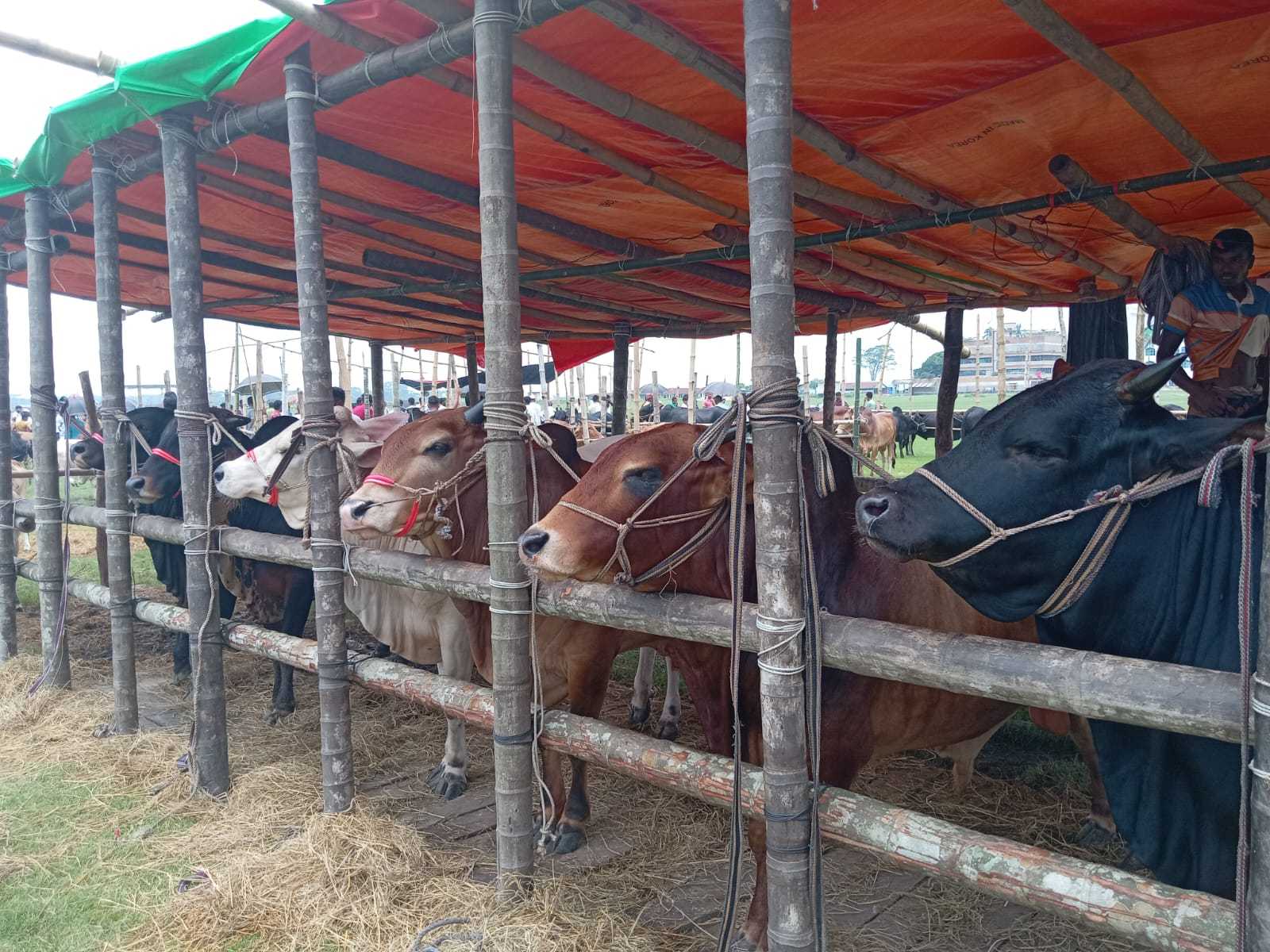 বরিশালে জমে উঠছে পশু বেচাকেনা, ছোট ও মাঝারি গরুর চাহিদা বেশি