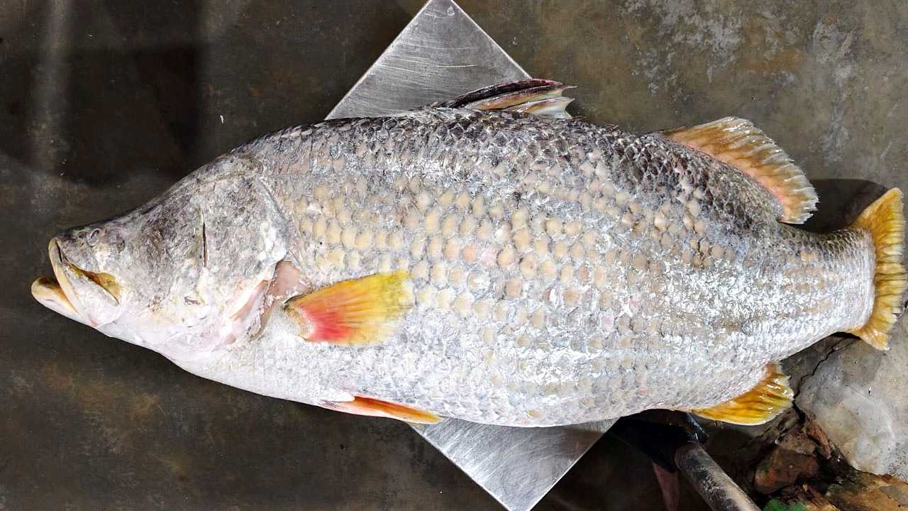 সমুদ্রে জেলের জালে ধরা পড়ল ২৩ কেজির কোরাল