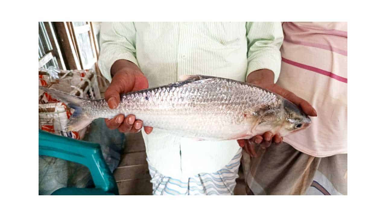 মেঘনায় ধরা পড়ল ‘রাজা ইলিশ’, সাড়ে ৬ হাজার টাকায় বিক্রি