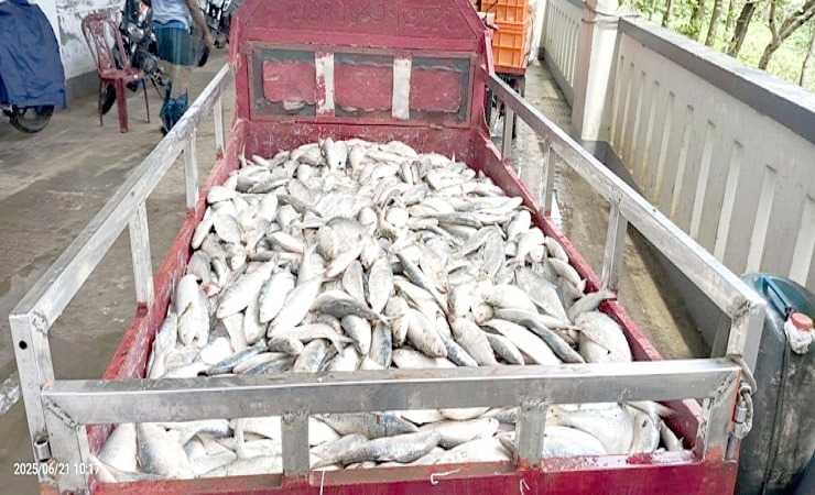 বরগুনায় ৪০ মণ জাটকা জব্দ