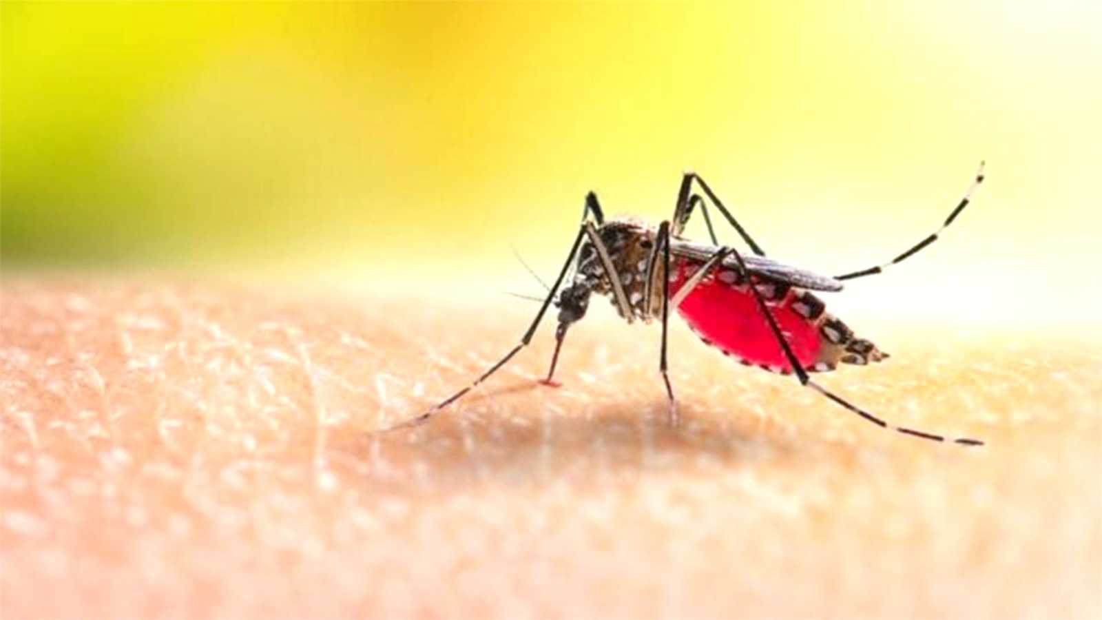 বরিশালে ডেঙ্গু আক্রান্ত হয়ে নারীর মৃত্যু