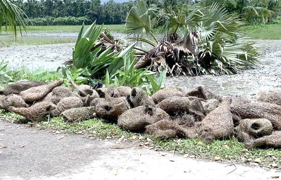 ঝালকাঠিতে বাবুই পাখি হত্যার ঘটনায় ২ মামলা