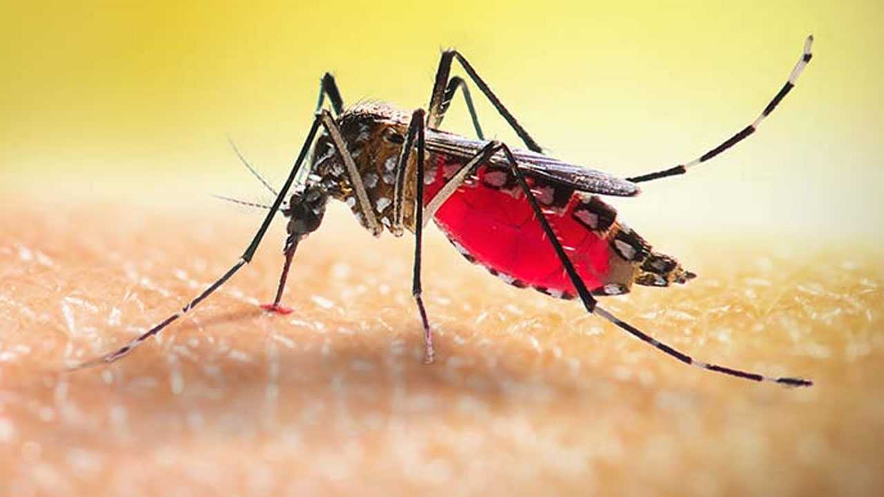 বরিশালে ডেঙ্গুর তীব্র প্রকোপ
