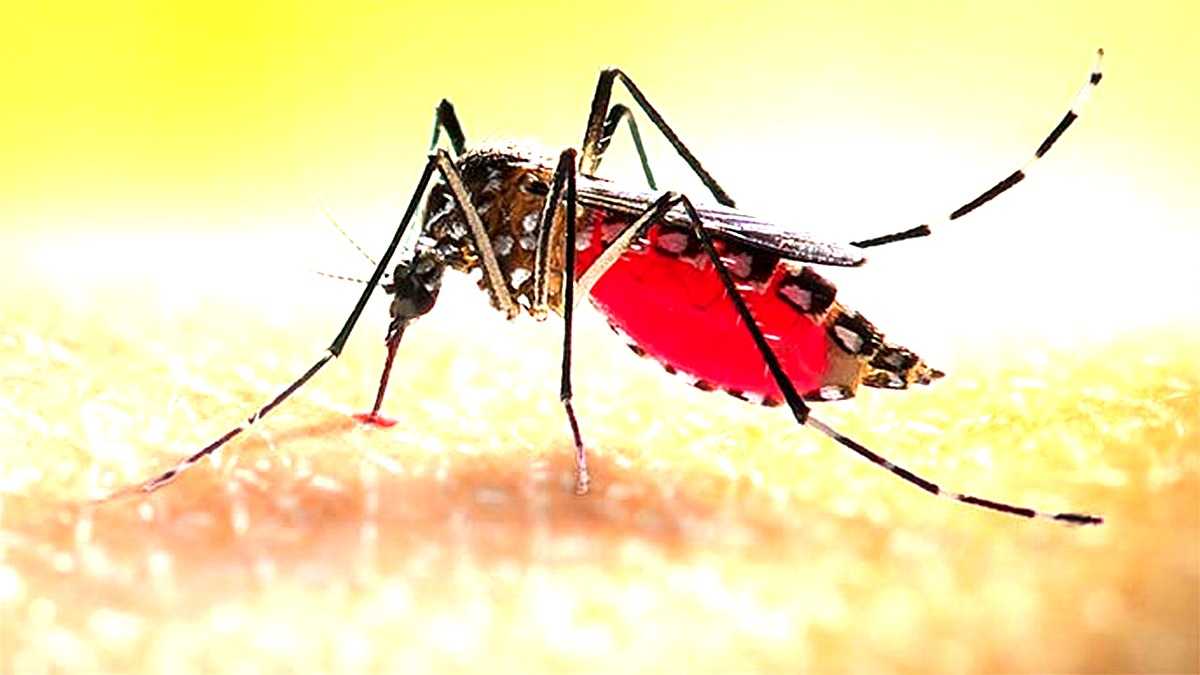 বরিশালে ডেঙ্গুতে আরও ২ জনের মৃত্যু