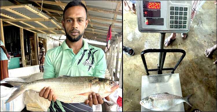 জেলের জালে ধরা পড়লো ২ কেজির ইলিশ, দাম সাড়ে ৭ হাজার