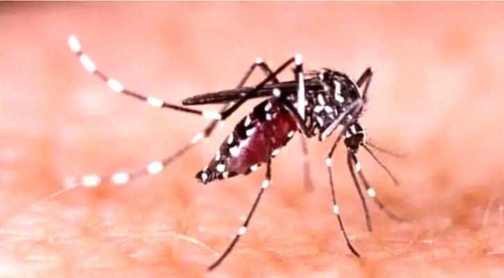 বরগুনায় ডেঙ্গুতে স্কুল শিক্ষিকার মৃত্যু