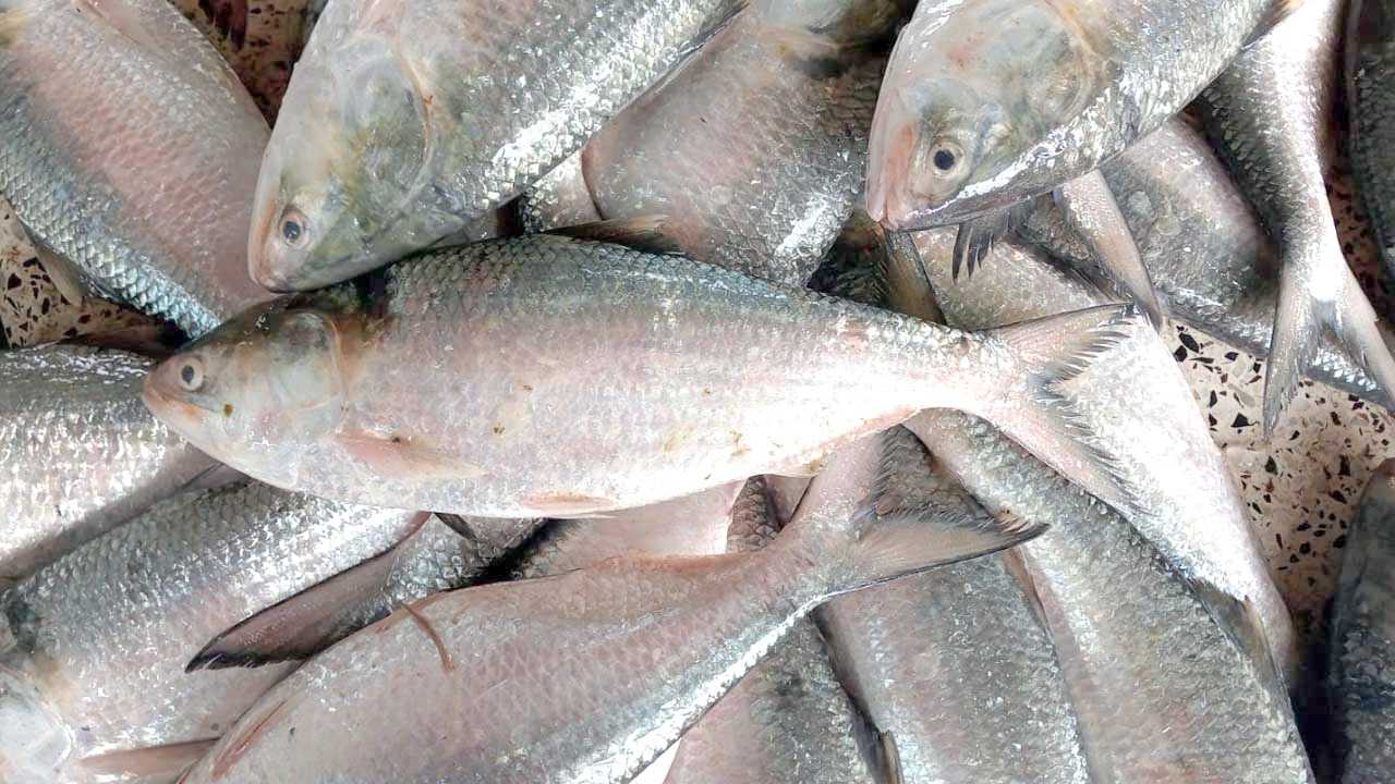 এক ট্রলারেই ধরা পড়লো ৩৮ লাখ টাকার ইলিশ