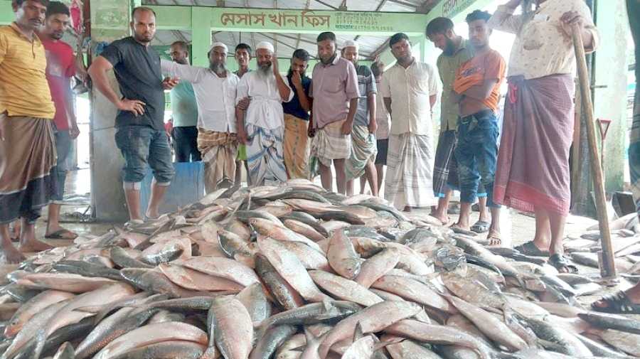 এক জেলের জালে ধরা পড়েছে ৩৩ লাখ টাকার ইলিশ