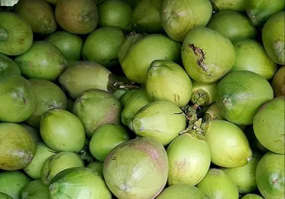 ডেঙ্গু আতঙ্কে চাহিদা বাড়ায় দাম বেড়েছে ডাবের