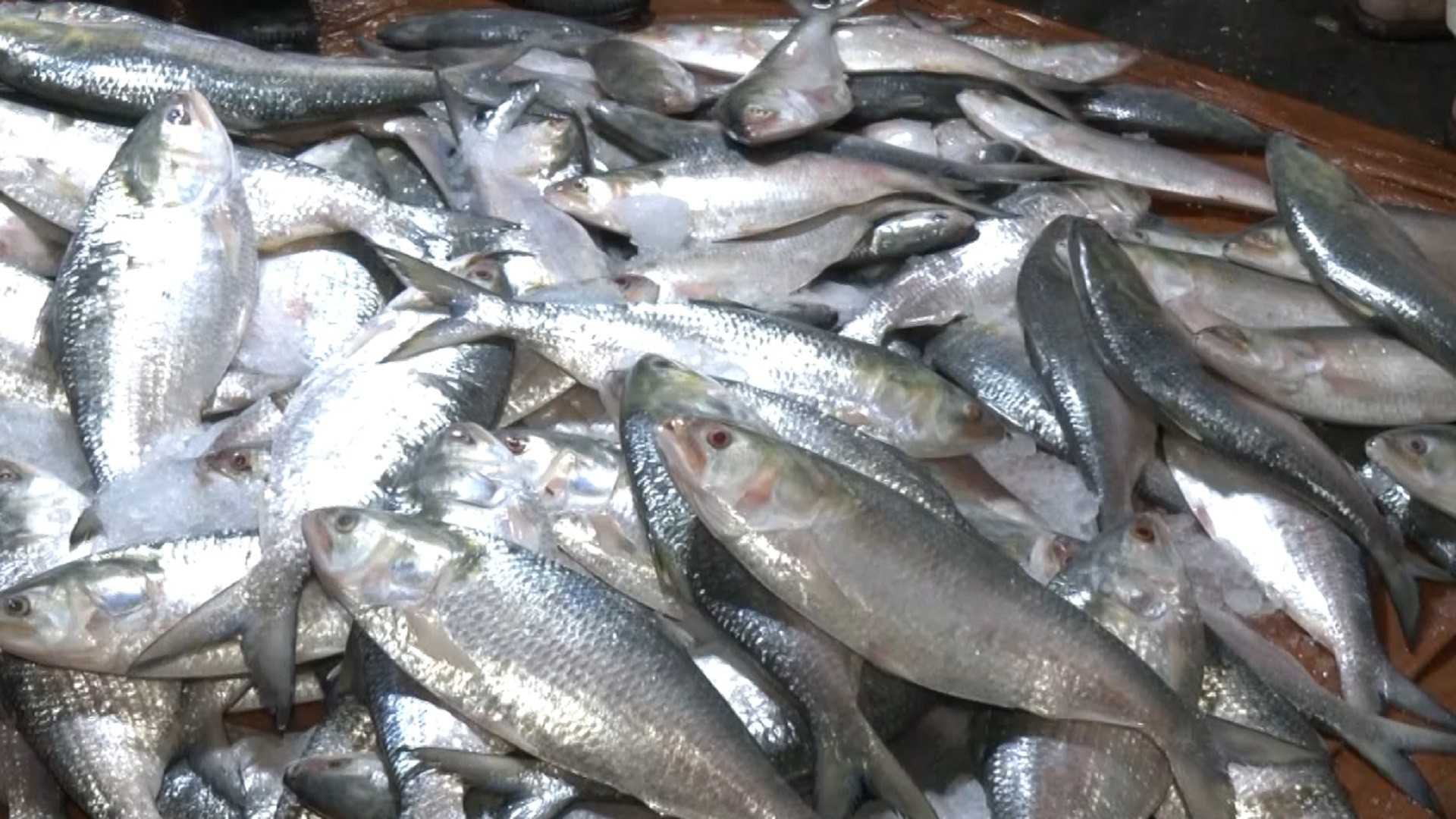 বরিশালেই ইলিশের হাহাকার,মণ লাখ টাকার ওপরে