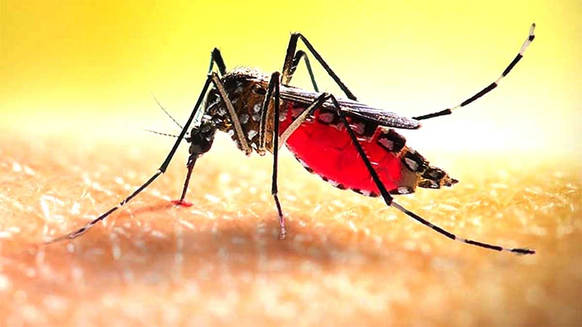 বরগুনায় ডেঙ্গুতে আক্রান্ত হয়ে আরও দুই জনের মৃত্যু