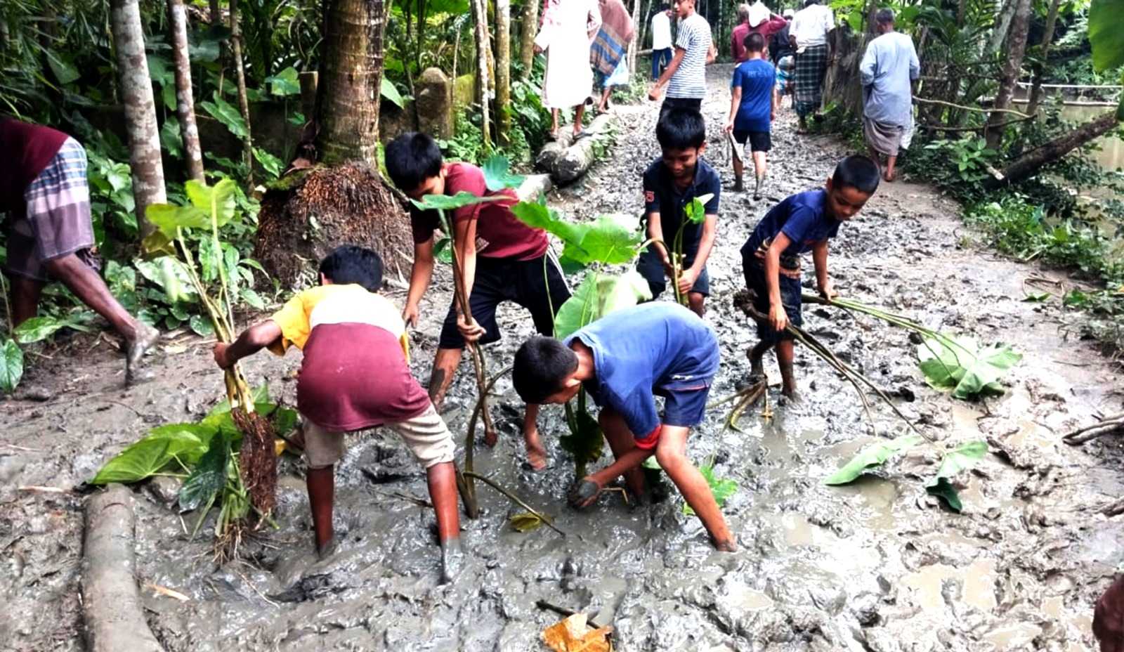 রাজাপুরে কাঁচা রাস্তা পাকার দাবিতে কচু গাছ লাগিয়ে প্রতিবাদ