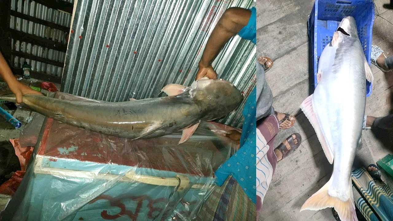 জেলের বড়শিতে সাড়ে ২৩ কেজির পাঙ্গাস, সাড়ে ২৩ হাজারে বিক্রি