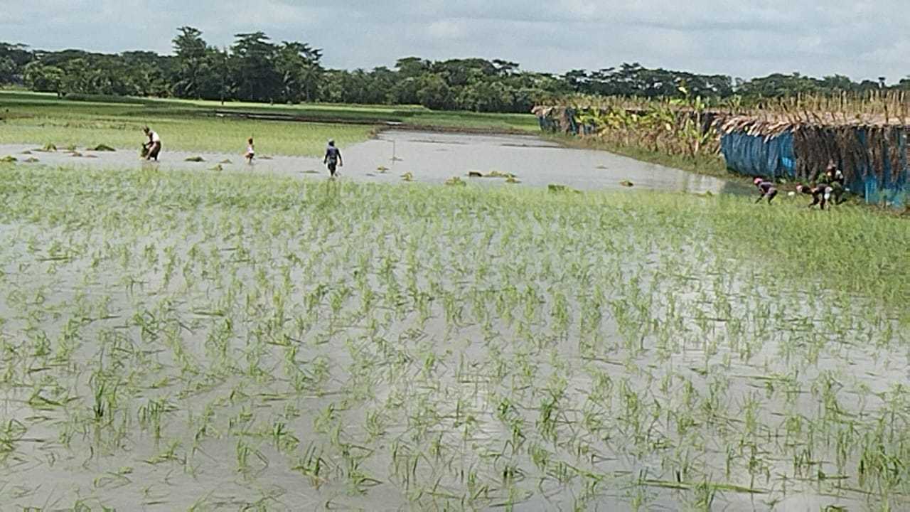 লালমোহনে অতিবৃষ্টির কারণে আমন আবাদে বিপাকে কৃষকরা