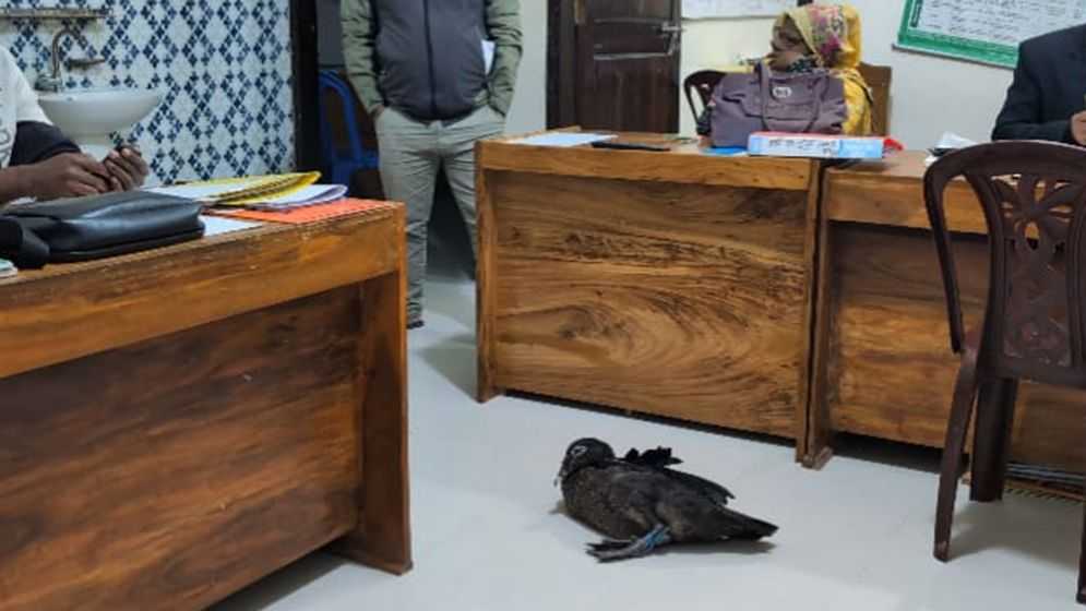 বরিশালে কিস্তির টাকা না পেয়ে হাঁস ধরে নিয়ে গেলেন এনজিও কর্মী