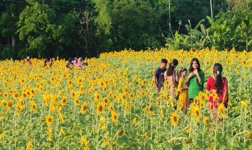 এক হাজার হেক্টর জমিতে সূর্যমুখী চাষ, ২০ কোটি আয়ের সম্ভাবনা