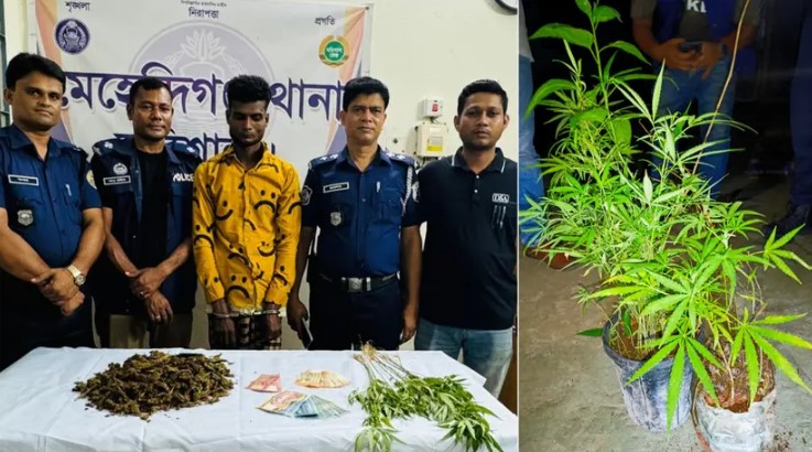 বরিশালে ১৩টি গাঁজা গাছসহ মাদক কারবারি আটক