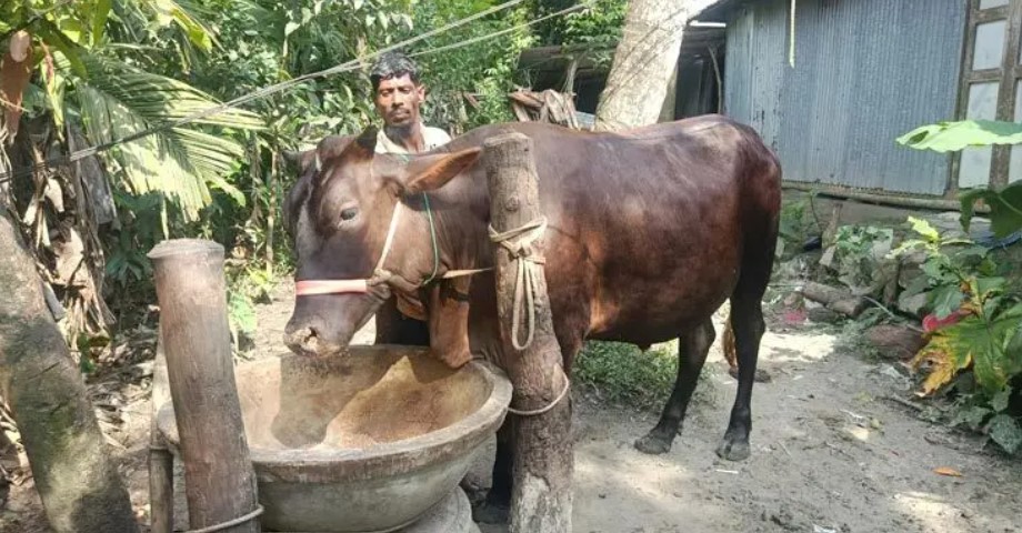 ভোলায় কোরবানির হাট কাঁপাবে ‘জমিদার’