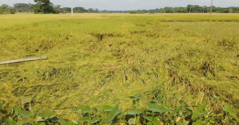 বরিশালে বোরো-মুগসহ ফসলের ক্ষতি ১৫০ কোটি টাকা