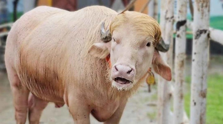 কোরবানির পশুর নাম ‘ডোনাল্ড ট্রাম্প’