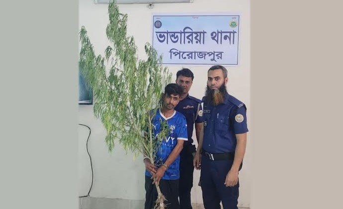 ভাণ্ডারিয়ায় গাঁজা গাছসহ যুবক গ্রেফতার