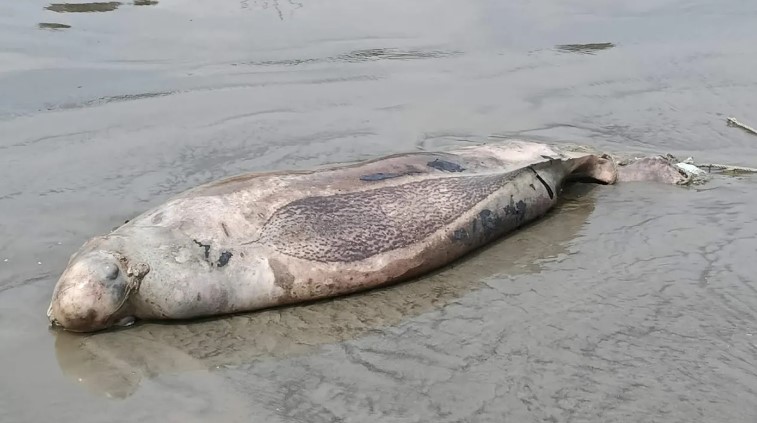 কুয়াকাটা সৈকতে ভেসে এলো মৃত ইরাবতী ডলফিন