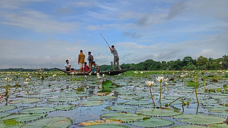 শাপলা তোলা হলো না ২ বোনের, মৎস্য ঘেরে ডুবে মৃত্যু