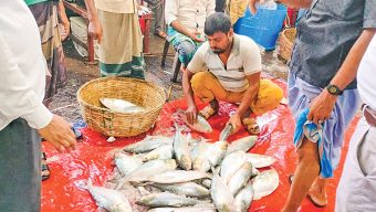 ব‌রিশালের নদ-নদী: ইলি‌শের দেখা, মা মাছ নিয়ে শঙ্কা