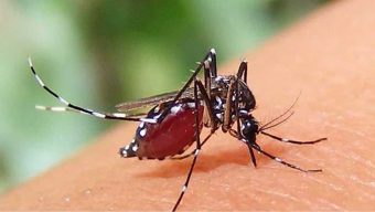 ডেঙ্গুতে আরও ৩ জনের প্রাণহানি, হাসপাতালে নতুন ভর্তি ১৪৬৩