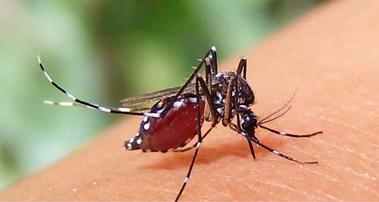 ডেঙ্গুতে আরও ৩ জনের প্রাণহানি, হাসপাতালে নতুন ভর্তি ১৪৬৩