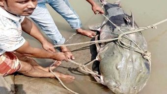 জেলের জালে ৯০ কেজির বাঘাইড়, দাম আকাশ ছোঁয়া