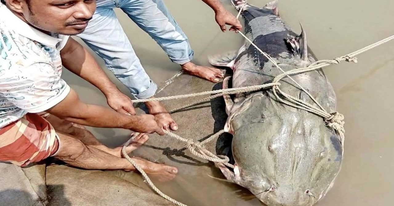 জেলের জালে ৯০ কেজির বাঘাইড়, দাম আকাশ ছোঁয়া
